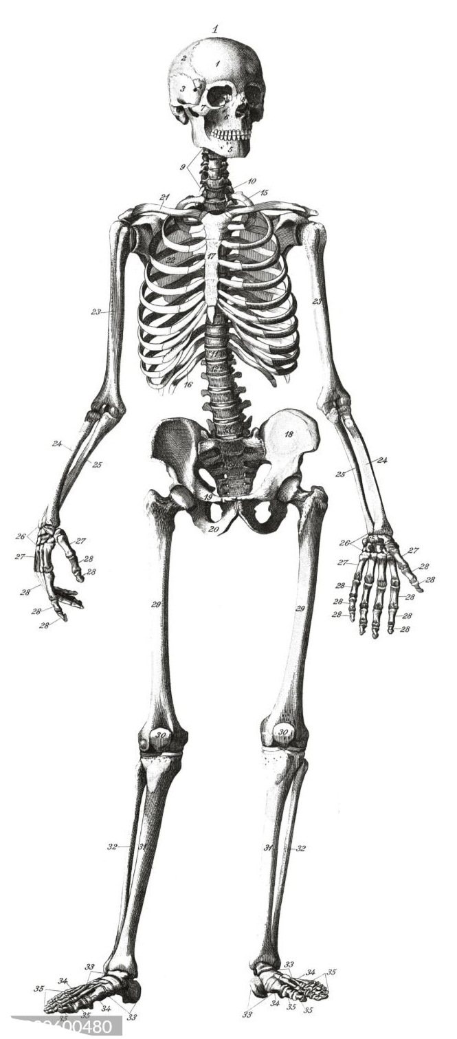 Human Skeleton